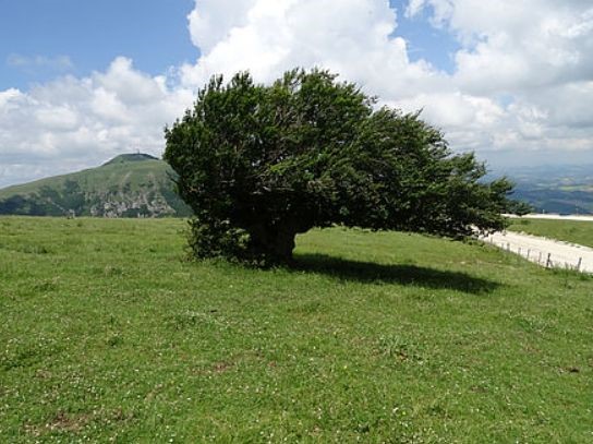 Evento: Il bosco risonante