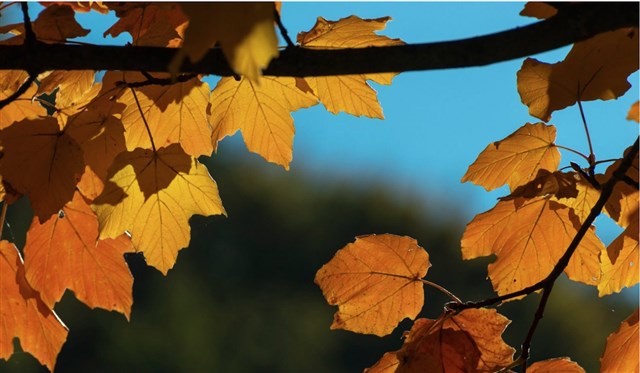 Fall Foliage Marche